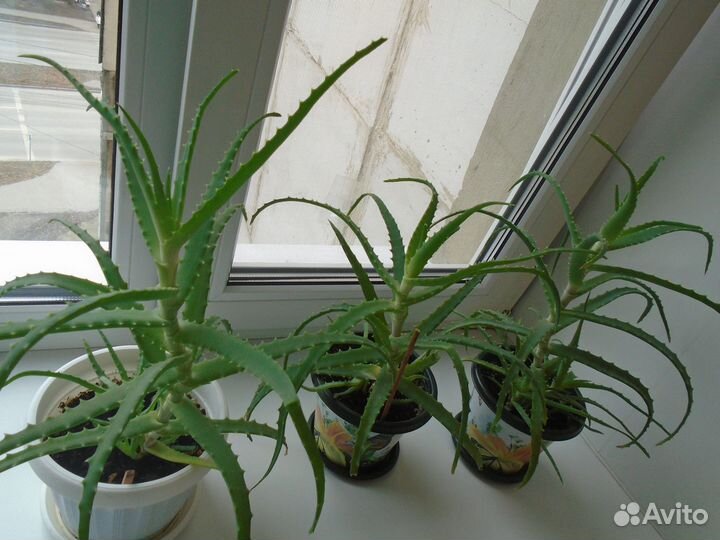 Комнатные растения