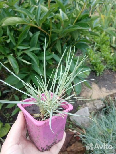 Гвоздика садовая