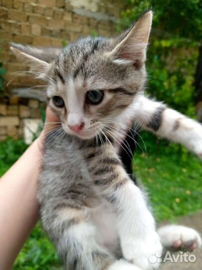 Кошки в добрые руки бесплатно