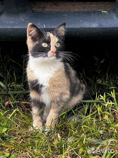 Трехцветный котенок в добрые руки