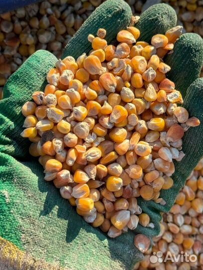 Кукуруза цельная