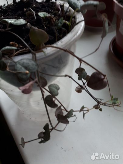 Обмен или продам. Папоротник и церопегия вуду