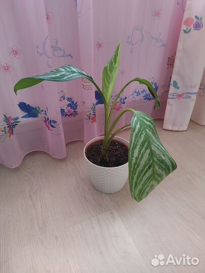 Аглаонема страйпс