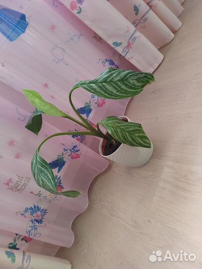 Аглаонема страйпс