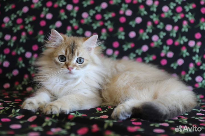 Британские котята шиншилла