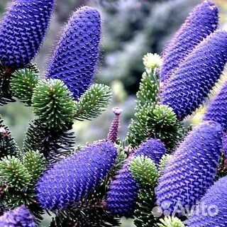 Растения Хвойные Плодовые Декоративные