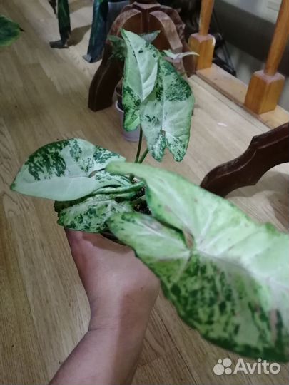 Сингониум яишница,конфети 3колор, ред спот биколор