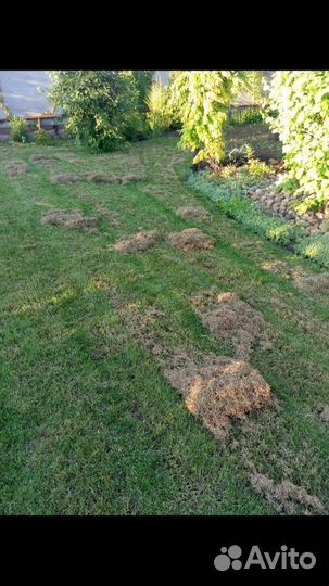 Чистка газона(скарификация), стрижка газона