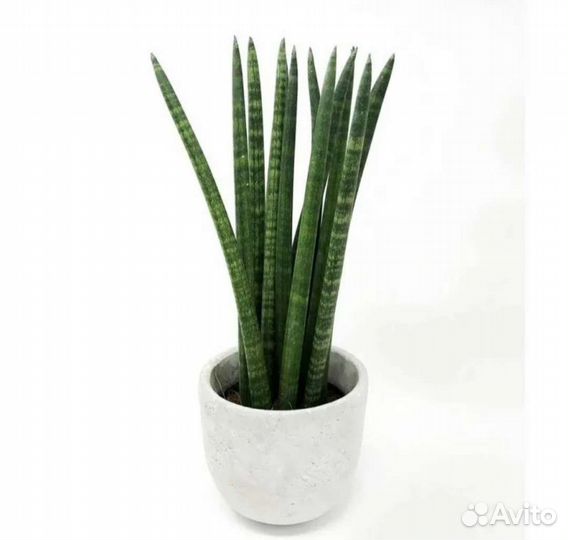 Сансиеверия цилиндрика,крассула,опунция,Эпифилум