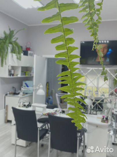 Мастер маникюра и педикюра