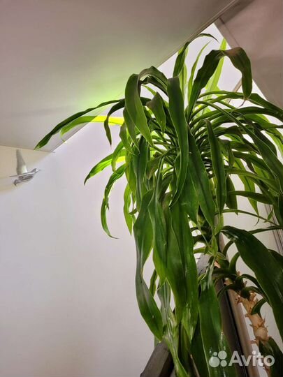 Драцена гукера пальма