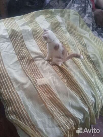 Приставка.Занавески