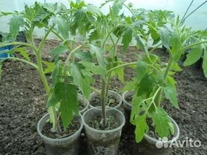 Рассада томат, перец, помидор, баклажан и др