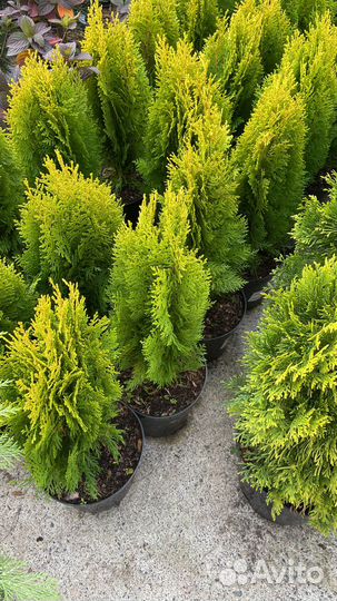 Туя смарагд, Хвойные растения, можжевельник ель