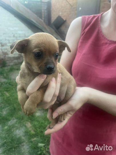 Щенки той - терьер мини