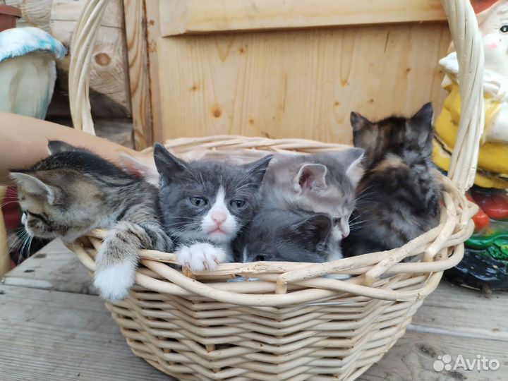 Котята в добрые руки