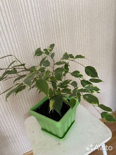 Комнатные цветы