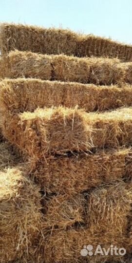 Сено в тюках, солома ячменая