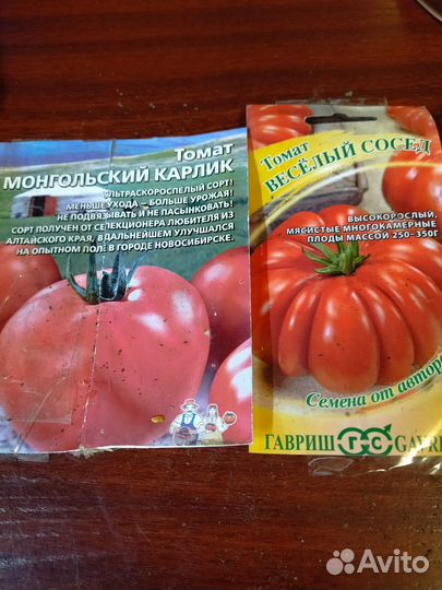 Рассада томатов