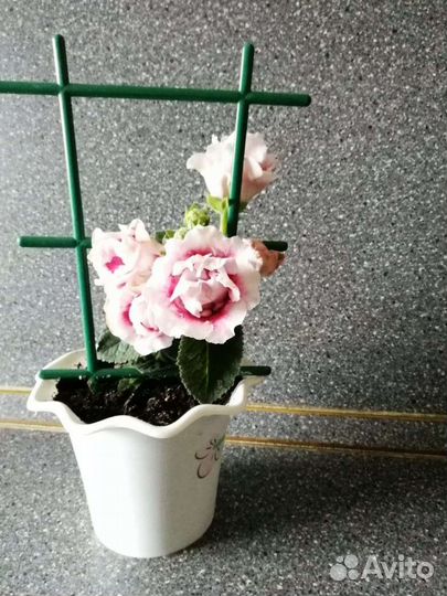 Глоксиния (синнингия) сортовая. Мини. Махровая