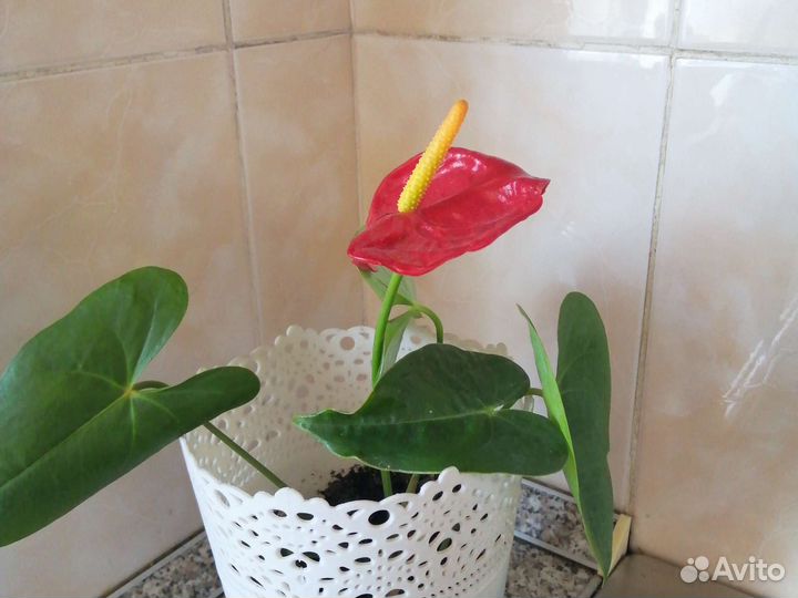 Комнатные цветы антуриум