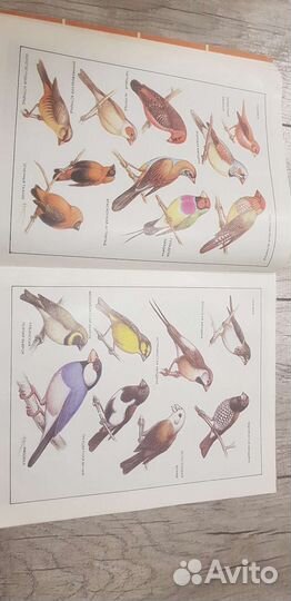 Наши питомцы