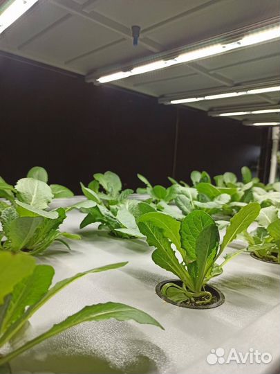 Начать продавать микрозелень травы и цветы Бизнес