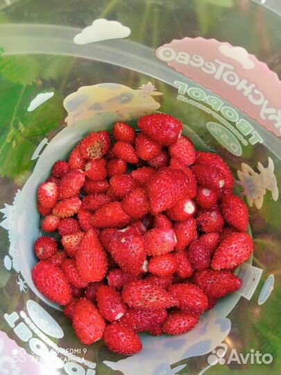 Земляника садовая, ремонтантная с усами