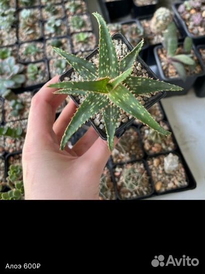Суккулент гастерия алое кактус крассула