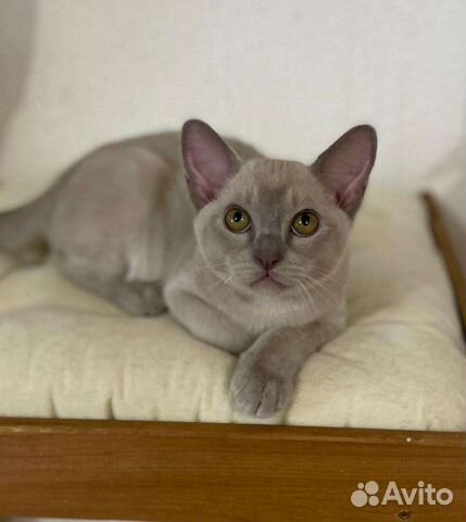 Бурма, самая ласковая кошка с характером собаки объявление продам