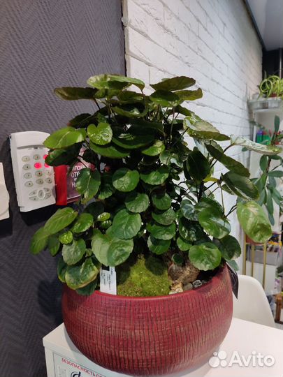 Полисциас бонсай