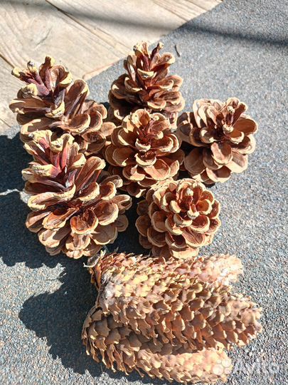 Набор шишек