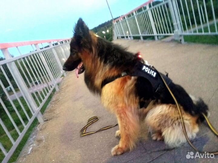 Немецкая овчарка длинношерстная вязка