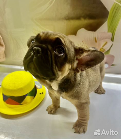 Французский бульдог