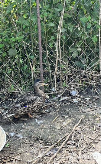 Гусак племенной с дикой уткой