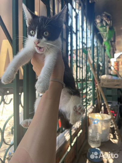 Котенок в добрые руки