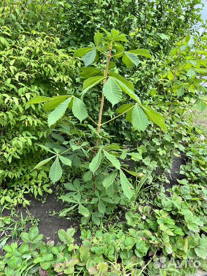 Саженцы каштана