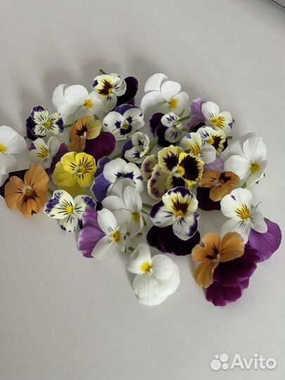 Пищевые цветы Виола, сьедобные цветочки