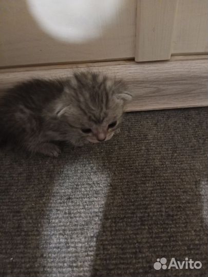 Британские котята