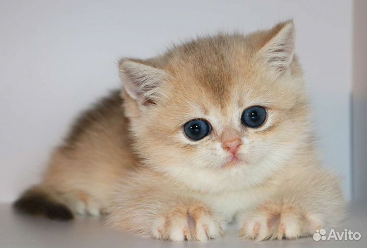 Котята золотые британские шиншиллы