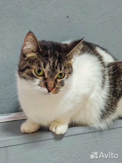 Котенок подросток