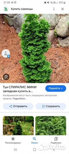Туя. Спиралис мини