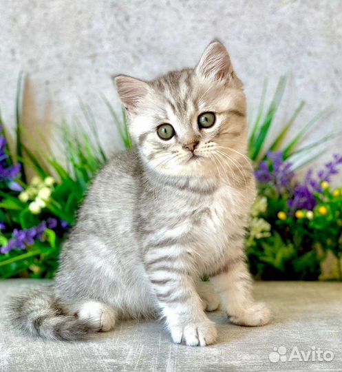 Британские котята