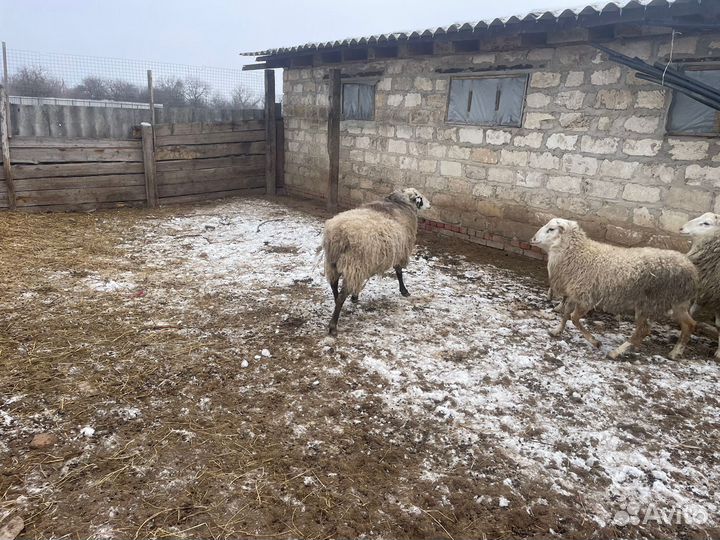 Баран на племя