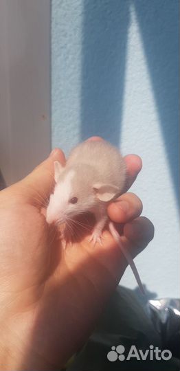 Крысята Стандарт с ушками Дамбо с клеткой