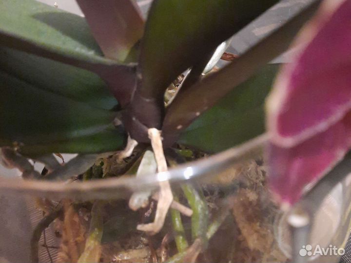 Орхидея Ола