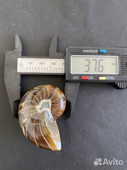 Наутилус 49*37*32 вес 76 гр окаменелость
