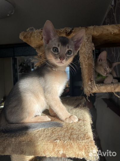 Абиссинский кот голубого окраса