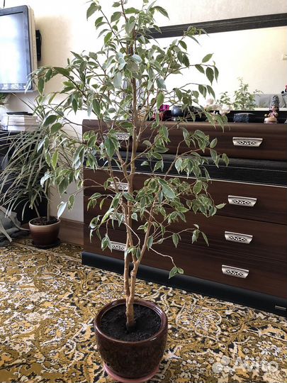 Бенджамина