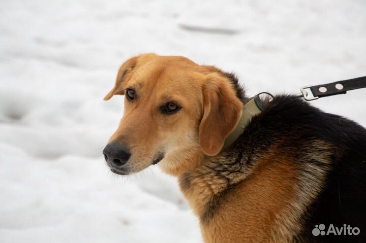 Тимошке нужен дом